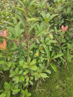 绿叶间绽放的娇艳花朵