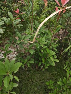 草丛中弯曲的白色植物茎