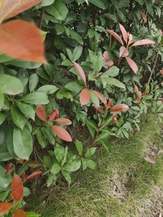 绿叶红边植物景观