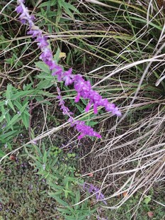 紫色野花绽放于草丛间