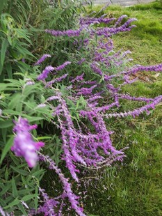 紫色垂吊花卉绽放美景