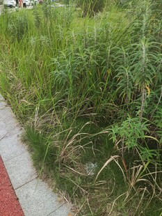 路边繁茂的绿色野草