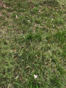 草地上的白色小花