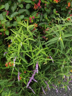 绿叶间的多彩花卉