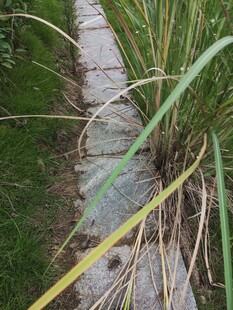 石板小径旁的丛生植物