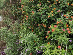 绿叶间的鲜艳花卉