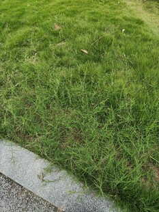 路边翠绿草坪特写