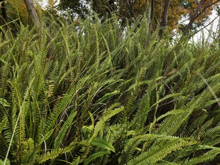 茂密丛生的绿色蕨类植物