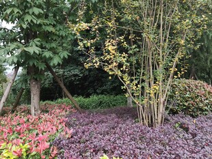 多彩植物景观花园一角