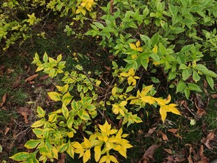 黄绿相间的植物枝叶