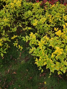 黄绿相间的多彩植物景观