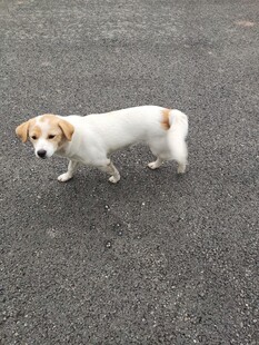 路边可爱的小狗狗