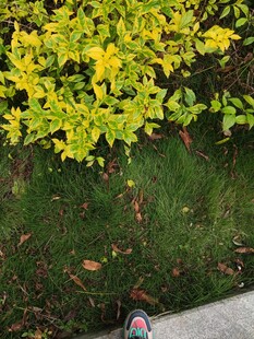 脚边的金黄绿植