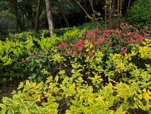 多彩植物装点林间美景