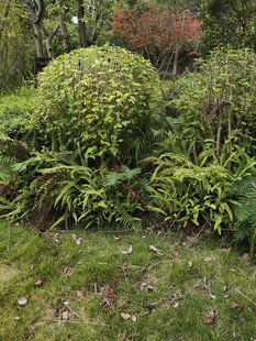 绿意盎然的花园植物景观