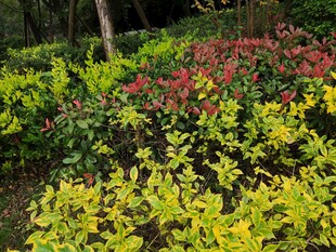 多彩植物装点的美丽景致