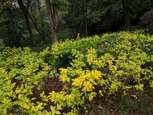 林间繁茂的黄色植物景观