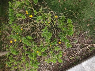 绿叶间的黄色小花