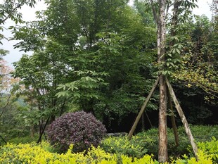 园林景观中的树木与绿植