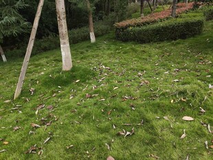 绿意盎然的草地与树木