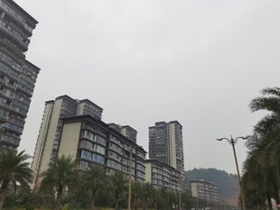 城市高楼与棕榈树景观