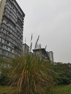 城市中高楼旁的绿植景观