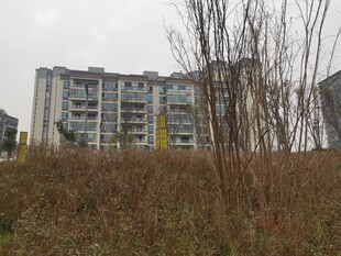 荒废草地旁的多层住宅楼