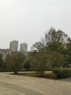 城市公园中的树木与建筑