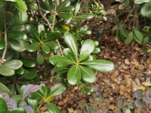 绿叶繁茂的植物景观