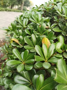 翠绿海桐枝叶特写