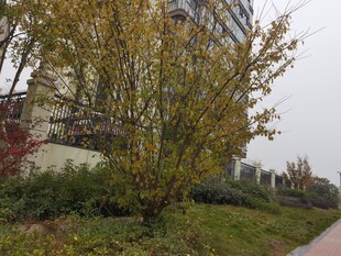 秋日街边树木与建筑景观