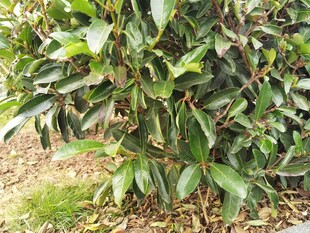 绿叶繁茂的灌木植物