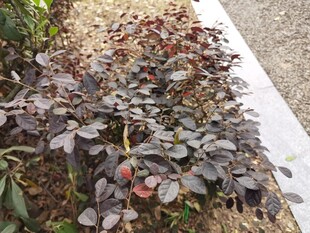 路边紫叶植物景观