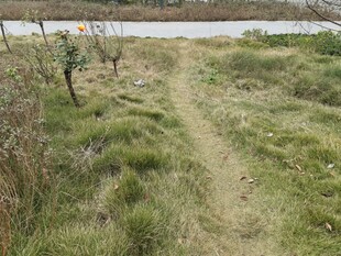 乡间小径绿意盎然