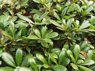 翠绿繁茂的灌木植物