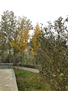 秋日公园小径风景