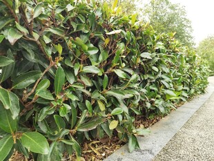 路边繁茂绿叶植物景观