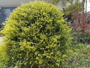 翠绿球形灌木生机盎然