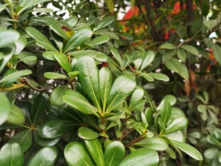 翠绿繁茂的绿植叶片