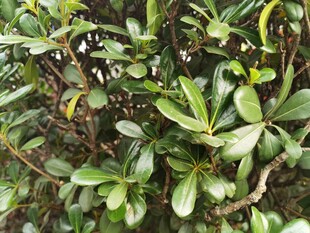 绿叶繁茂的植物景观