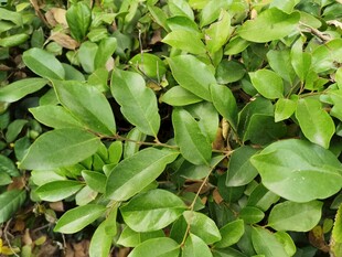 翠绿繁茂的植物叶片