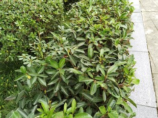 绿叶繁茂的路边灌木丛