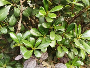 绿叶繁茂的灌木丛