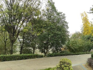 宁静的林间小道景观