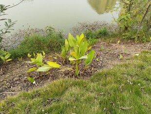 岸边嫩绿植物与水域景观