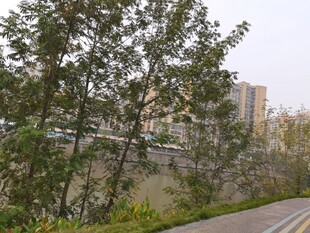 城市路边绿植景观