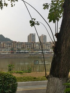 河畔城市风景