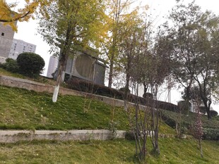 秋日山坡旁的树木与建筑