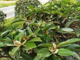 绿叶间绽放的娇嫩花朵