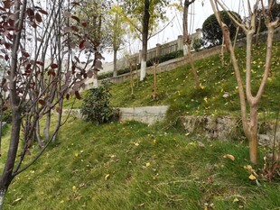 山坡草地旁的树木与轨道